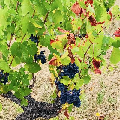 オレンジワインの心 ― 時を超える琥珀の記憶 オレンジワインの心 ― 時を超える琥珀の記憶