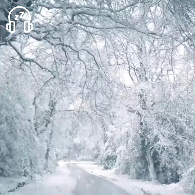 Blizzard Snowstorm Sounds for Sleep in the Winter Forest with Howling Wind for Relaxation