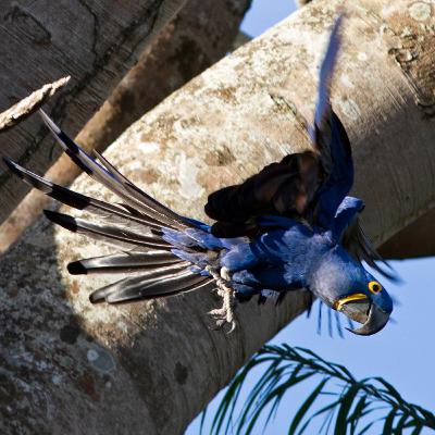 198 Bonito & Miranda, Brazil - Search for Hyacinth Macaw 198 Bonito & Miranda, Brazil - Search for Hyacinth Macaw