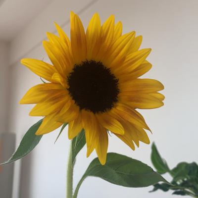 ♦︎23 心震える本と出会ったときのわたしの感覚