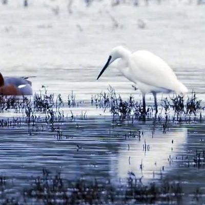 Wetland Birds
