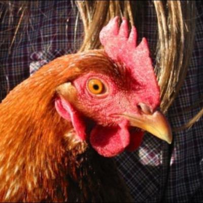 MMA Chicken - Round 01