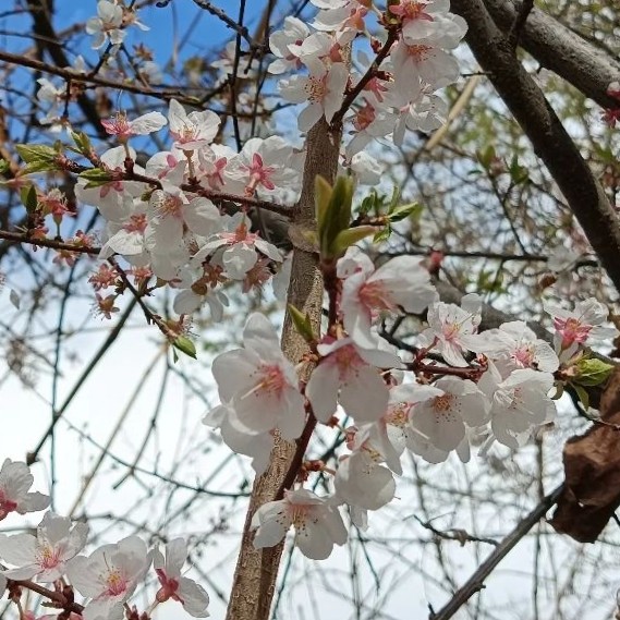تفاوت سپتی سمی  و باکتریمی