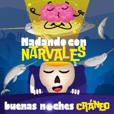 Nadando con Narvales (asombro)