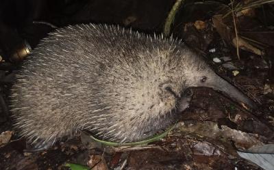 Mongabay Snaps: