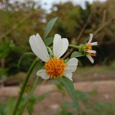 Boleh Milih Boleh Milih