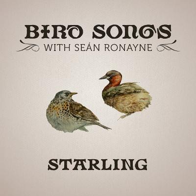 Starling | Bird Songs with Seán Ronayne Starling | Bird Songs with Seán Ronayne