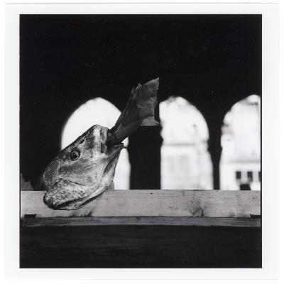 改变马格南摄影师一生的照片 14 — Elliott Erwitt「我关注人性中的喜剧性」 改变马格南摄影师一生的照片 14 — Elliott Erwitt「我关注人性中的喜剧性」