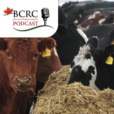 Episode 113: Silage is Top Choice for These Three Beef Producers