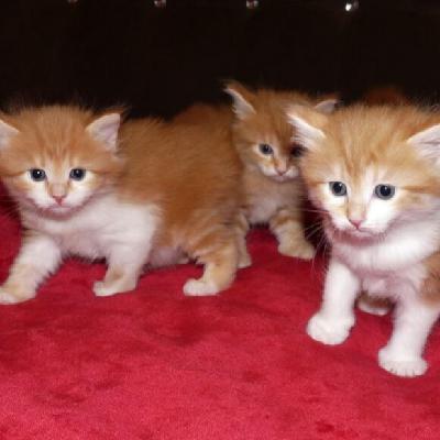 Ep. 115 - Inčīgs krekls, Simi