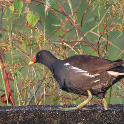 140-本草綱目禽部介紹-5