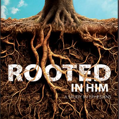 Rooted Week 6 by Steve Wimble