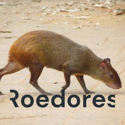 Roedores