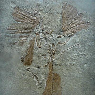 B-003: Der Archaeopteryx - Urvogel aus dem tropischen Süden Deutschlands, mit Dr. Kristina Eck