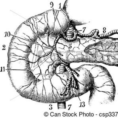 Endocrino 1