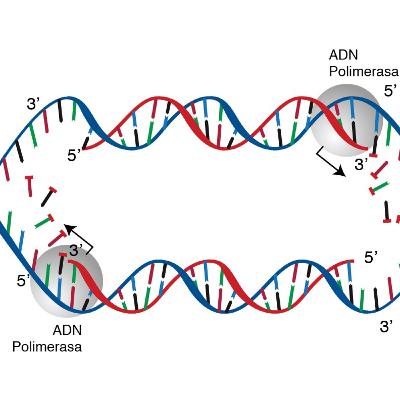 REPLICACIÓN DEL ADN