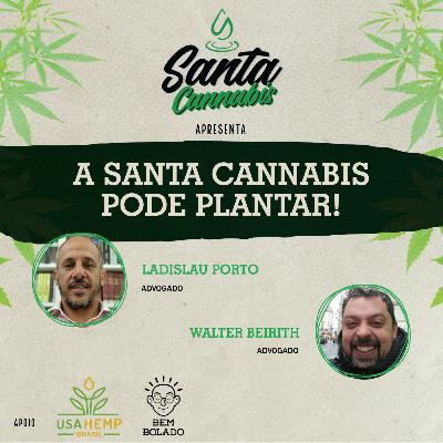 A Santa Cannabis pode plantar!