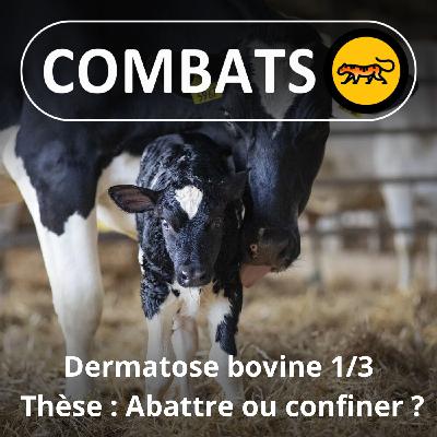 Dermatose bovine 1/3 : Thèse (abattage ou confinement ?) Dermatose bovine 1/3 : Thèse (abattage ou confinement ?)