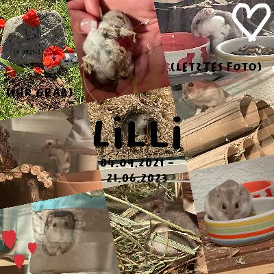 Ruhe in Frieden mein kleiner Engel 👼 🐹 🪦 💔✨❤️🥺😭