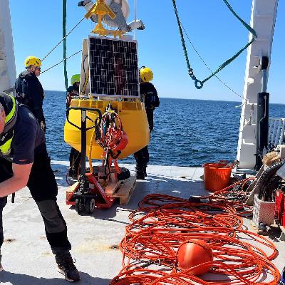 Så sänker vi bullret i havet – för djurlivets skull