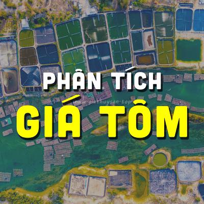 PHÂN TÍCH GIÁ TÔM MIỀN TÂY 16/10/2025 THỊ TRƯỜNG TÔM #ĐBSCL #PODCAST #GIATHUYSAN #GIATOM #THUYSANTV