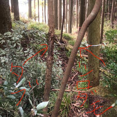 タブノキとシロダモを味見