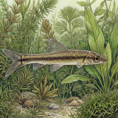 未来のロボットは「魚の口」から生まれる。真空を使わない驚異の吸着メカニズム