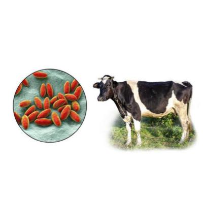 Bölüm 951: Brusella Hastalığı