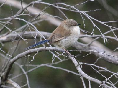 Autumn Delights – Time to Rest from Breeding.