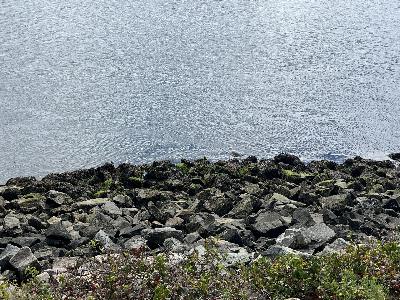 Five Minutes of Peace: A Morning at the Pond on Cape Cod