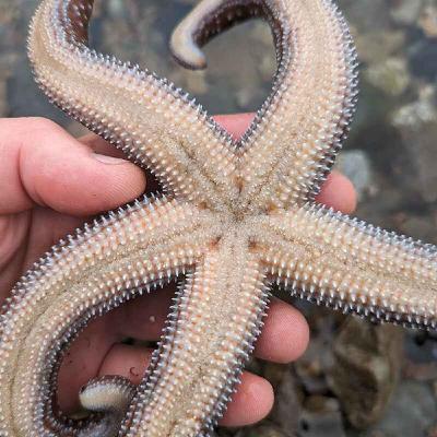 Facts: The Mottled Sea Star Facts: The Mottled Sea Star