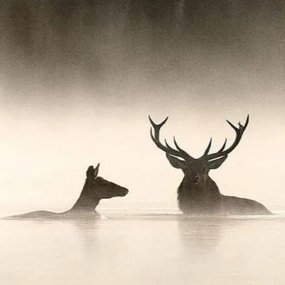 Le chant des forêts, la biche de Noël (critique) Le chant des forêts, la biche de Noël (critique)