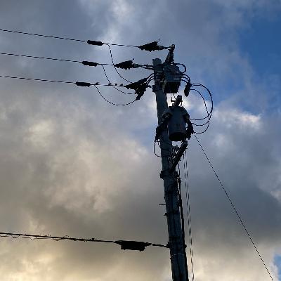 #10 電柱という森【自然の推しを語るラジオ】