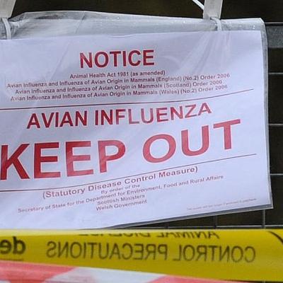 Possible Bird flu outbreak