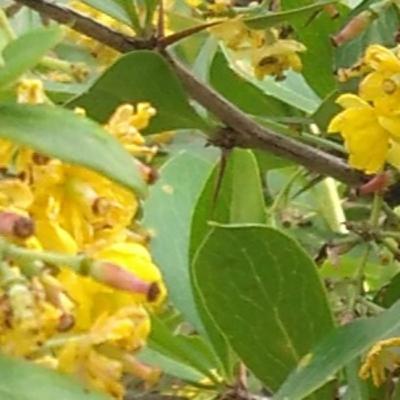 Read along Shloka 1-23 Srimad Bhagwat Katha Mahatmya by Anisha Sharma
