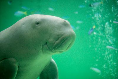 Manatees and Dugongs