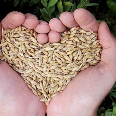 A Seed Will Grow Wherever It Falls