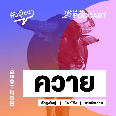 ควาย 【พันธุ์ณนา】 ควาย 【พันธุ์ณนา】