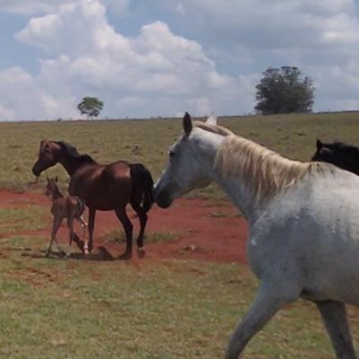 Episódio 65. Febre do Nilo Ocidental dos equinos. Episódio 65. Febre do Nilo Ocidental dos equinos.
