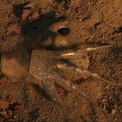 Los Harrow Pod 164: Eric's 80s Slasher Journey, Evil, and More