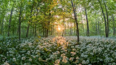 Праматерь Ева