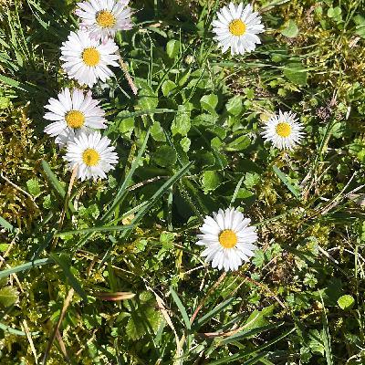 Spring (March)