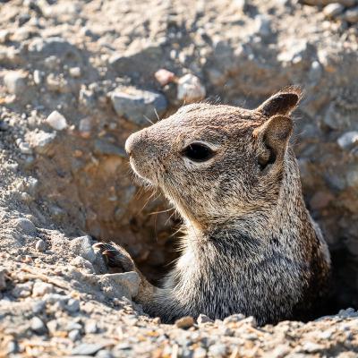 Terra Trap - Ground Squirrel Kit