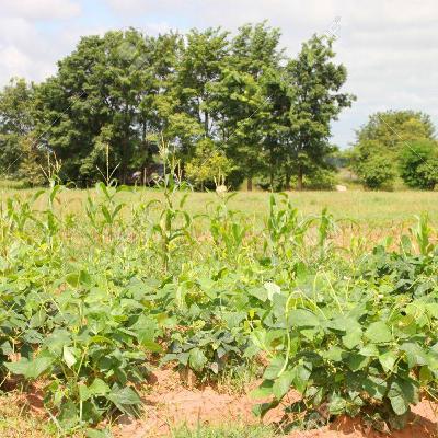 20SURVINGT SAISON II: Conseils pour passionnés de l'agriculture, rendez-vous avec Boureima Seyni 20SURVINGT SAISON II: Conseils pour passionnés de l'agriculture, rendez-vous avec Boureima Seyni
