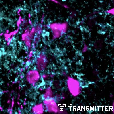 Astrocytes orchestrate oxytocin's social effects in mice