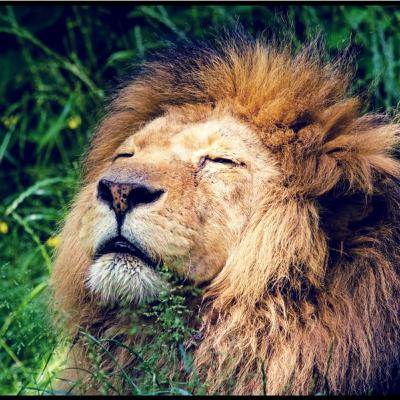 Ultimate Hands On Experience With Rare and Endangered Animals.