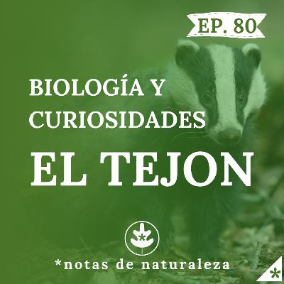 El Tejón. Biología y curiosidades #80