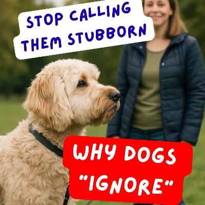 Episode #2.47 – The Myth of the Stubborn Dog Explained: Why Your Dog Isn’t Ignoring You