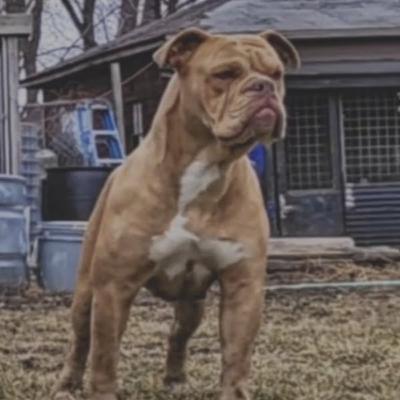 Olde English Bulldogs - Peter Fox from Sleeper Cell Kennels Olde English Bulldogs - Peter Fox from Sleeper Cell Kennels