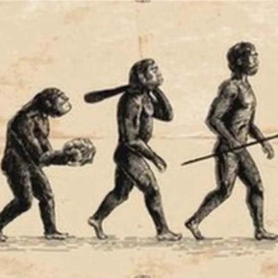 Des chercheurs découvrent comment l’homme a perdu sa queue